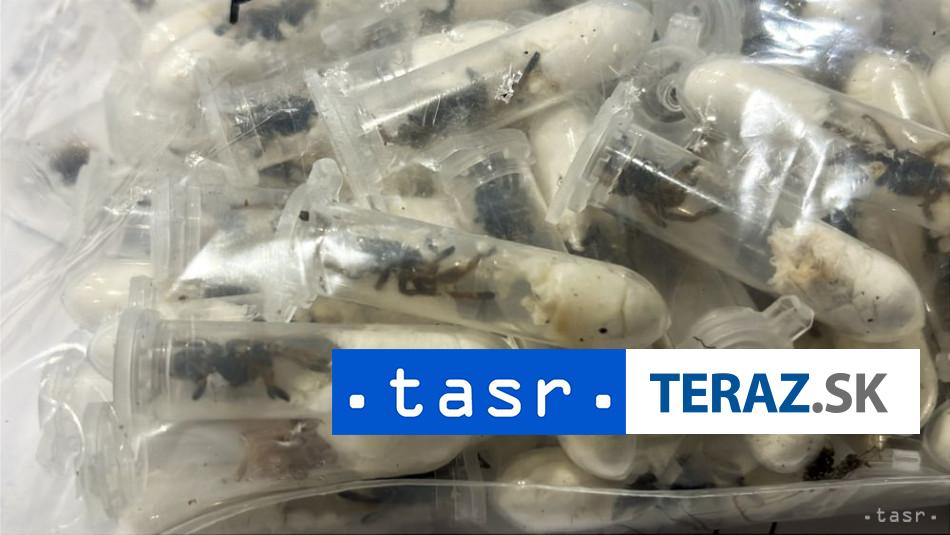 Necakany nalez Na letisku nasli 1500 tarantul
