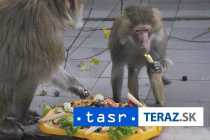 Zoo utratila 12 pavianov pre premnozenie aktivisti vtrhli