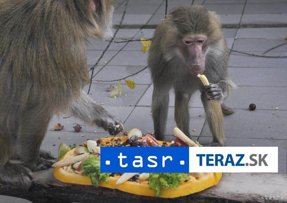 Zoo utratila 12 pavianov pre premnozenie aktivisti vtrhli