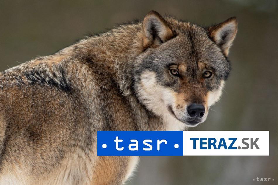 Holandsko ziada verejnost Vyhybajte sa lesom v Utrechte