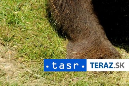 MRTVY MEDVED V POLSKU Zistuju ci ho nezastrelili na Slovensku