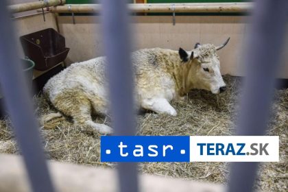 Policajna nahanacka V centre Budapesti prenasledovali byka