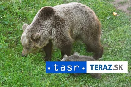 Spustaju monitoring pocetnosti medveda hnedeho na Slovensku