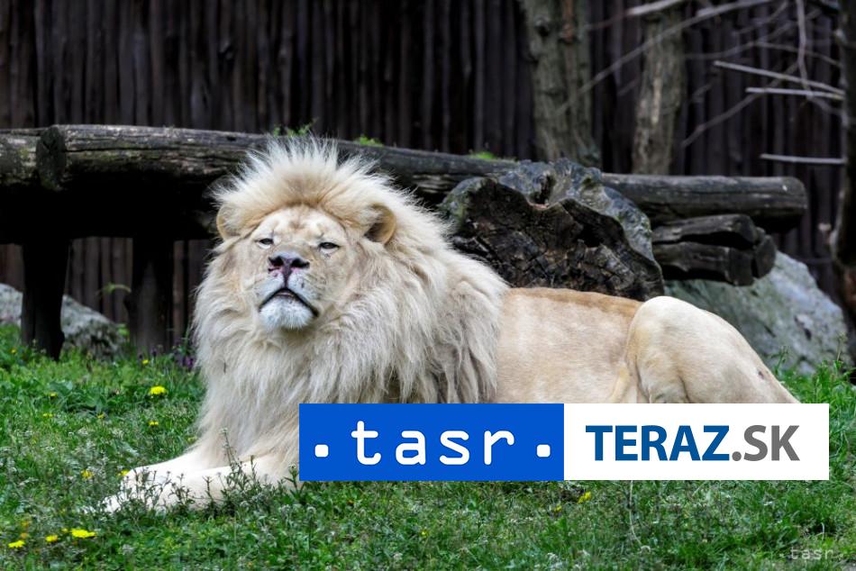 Usiel lev Policia ho zastrelila