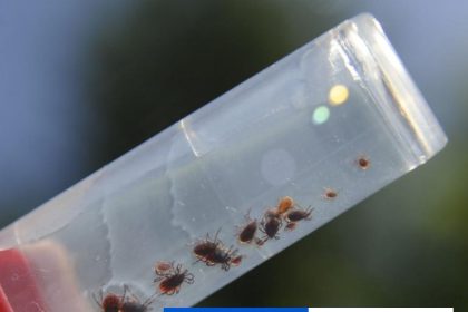 Nebezpecne klieste Tento rok eviduju 3127 pripadov lymskej boreliozy