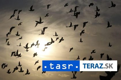 Zachranene z klietok Tisice vtakov unikli trhu