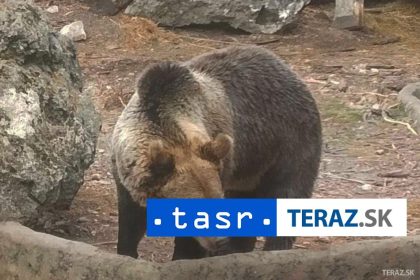 Medvedica s mladatami sa prechadzala v Svite