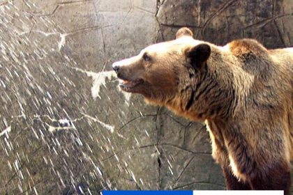 Japonsko chce do boja proti medvedom zapojit byvalych policajtov