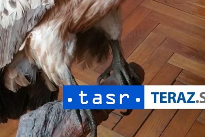 Muz si vypocul verdikt Doma mal preparaty chranenych zivocichov