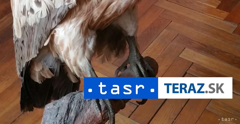 Muz si vypocul verdikt Doma mal preparaty chranenych zivocichov