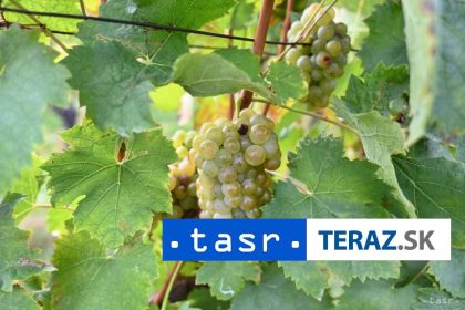 Muzeum v Trnave planuje novu vystavu o vinohradnictve