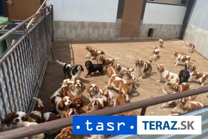 OTRASNE PODMIENKY V mnoziarni malo byt az 837 psov