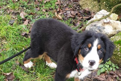 TYRALI PSA Dvojici hrozi az pat rokov vazenia