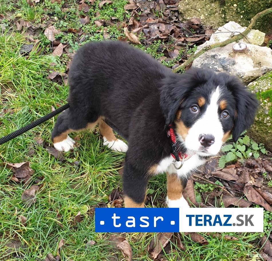 TYRALI PSA Dvojici hrozi az pat rokov vazenia