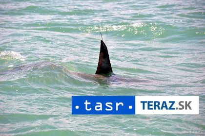 DALSIE UTOR V Australii napadol zralok stvrteho cloveka za 48 hodin