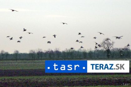 Vyhlasili Vtaka roka 2026