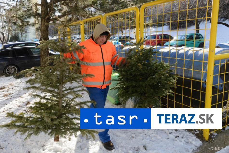 Zacina sa zber pouzitych vianocnych stromcekov