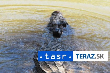 Po povodniach v Australii ohrozuje ludi zvyseny pocet krokodilov