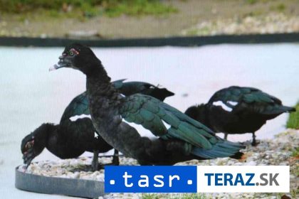 VTACIA CHRIPKA V EUROPE Pripady boli potvrdene v znmej krajine