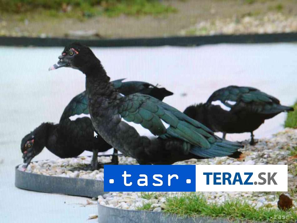 VTACIA CHRIPKA V EUROPE Pripady boli potvrdene v znmej krajine