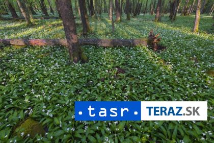 ZBIERATE MEDVEDI CESNAK Nepomylte si ho s jedovatymi nahradnikmi