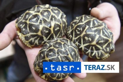 KURIOZITA NA LETISKU Zatknuta zena s 30 korytnackami prilepenymi na tele