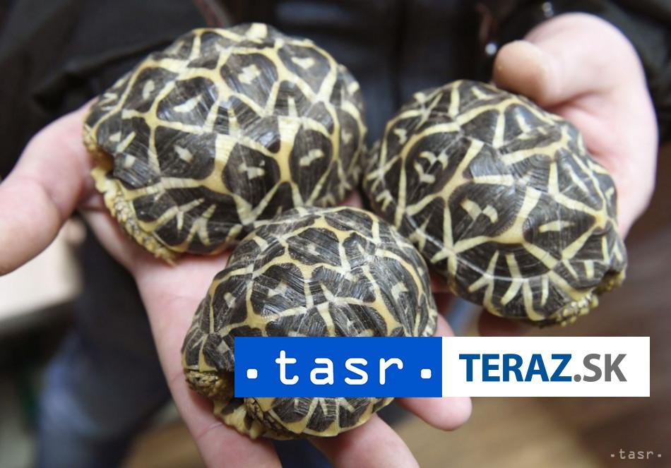 KURIOZITA NA LETISKU Zatknuta zena s 30 korytnackami prilepenymi na tele
