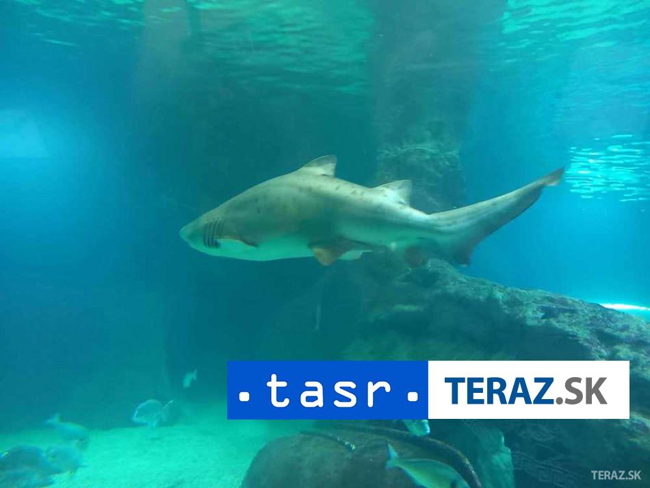 Muz v Australii je po utoku zraloka vo vaznom stave