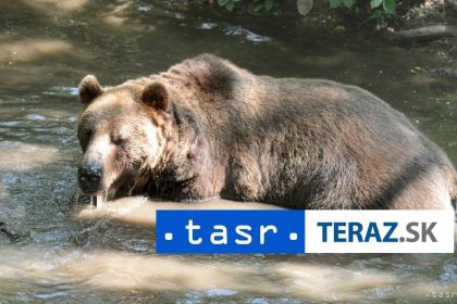 MEDVED PRI ZNAMOM SYSLOVISKU ZASAHOVY TIM VYZIVA NA OPATRNOST