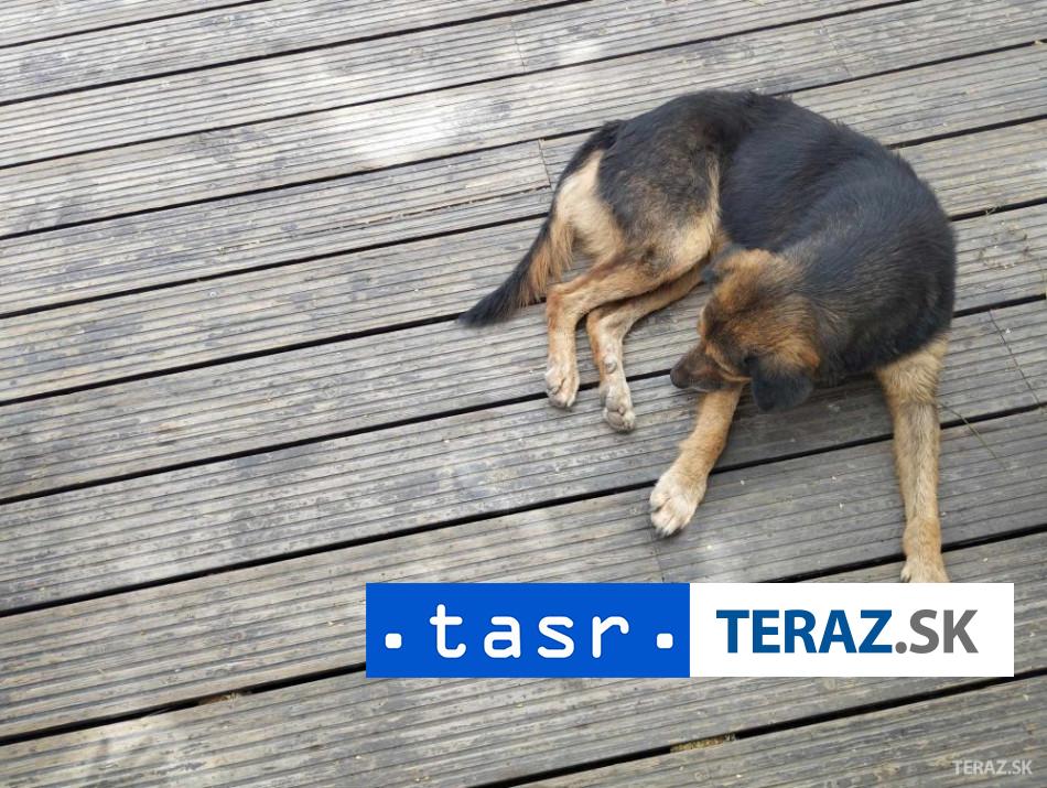 nocna vyprava opita dvojica sa pokusal ukradnut psa z utulku