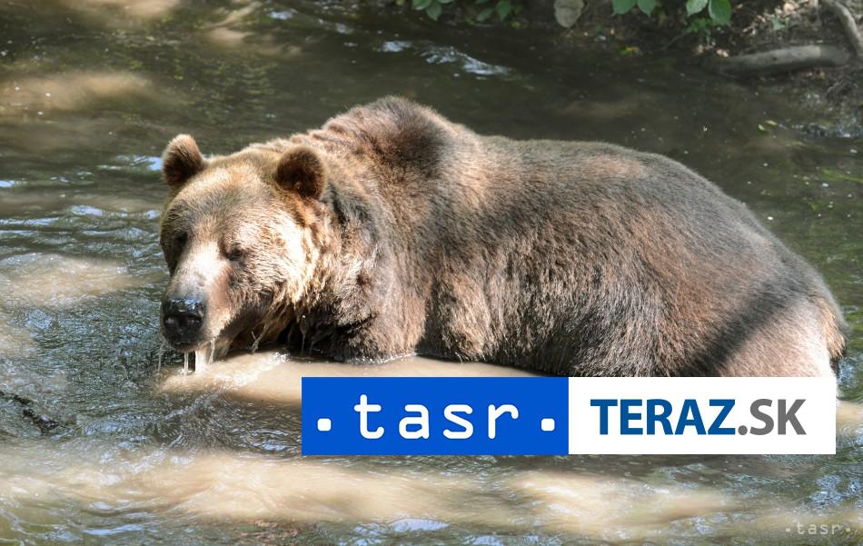 MEDVED PRI KRUPINE V pripade stretu zachovajte chladnu hlavu radia ochranari
