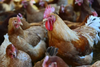Desivý pohľad: Zvieratá žili na nelegálnej farme medzi haldou odpadu