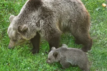 Ochranári evidujú viac zásahov pre medvede
