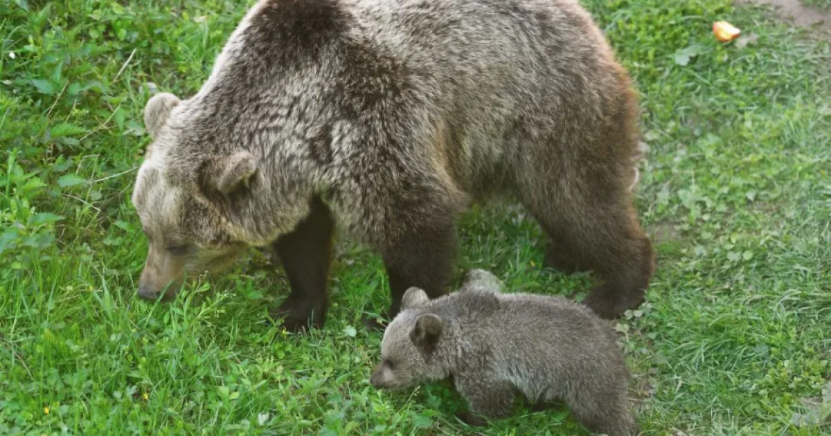 Ochranári evidujú viac zásahov pre medvede