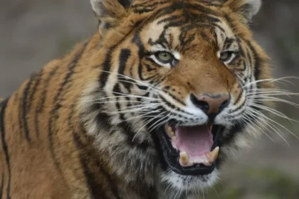 Tiger v zoo zaútočil na muža, ktorý utrpel vážne zranenia